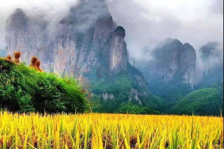 春雨直播app