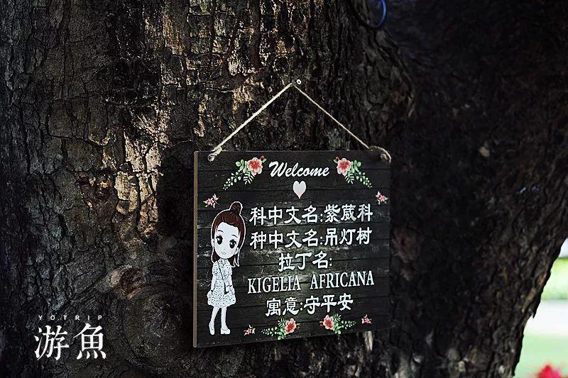 救援可爱的狮子